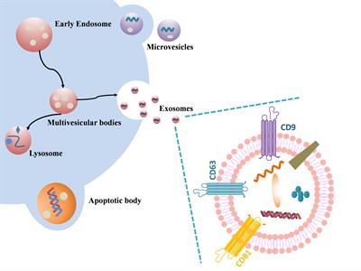 Role of Adipose Tissue Derived Exosomes in Metabolic Disease